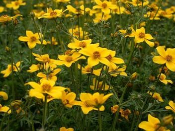 tanadagi bir qator parazitlar