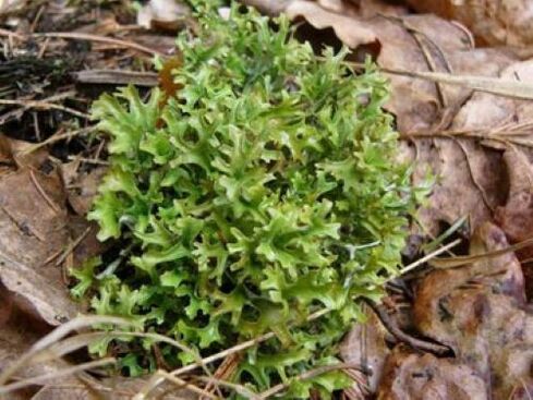 tanadagi parazitlardan cetraria