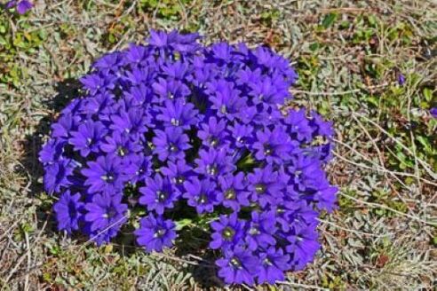 tanadagi parazitlardan isitma ildizi