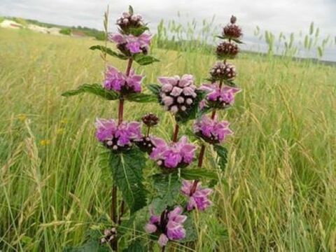 tanadagi parazitlardan temir javhari o'simlik