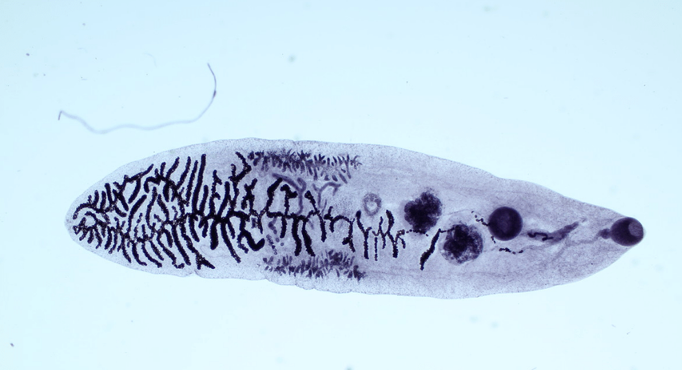 Flukes sinfidan parazit (trematodalar)